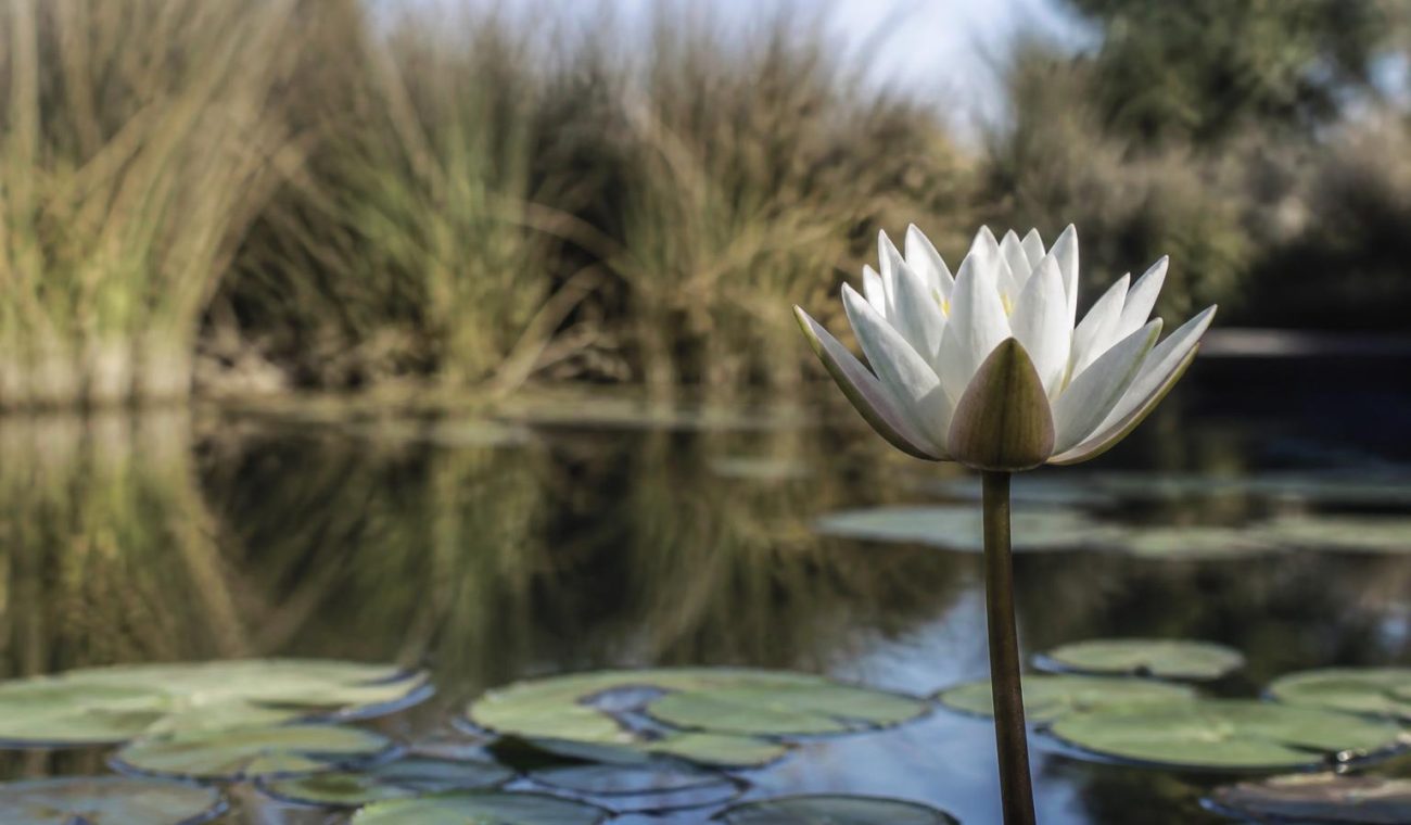 Creating a Lush Water Garden: Practical Steps for a Healthy Pond Habitat