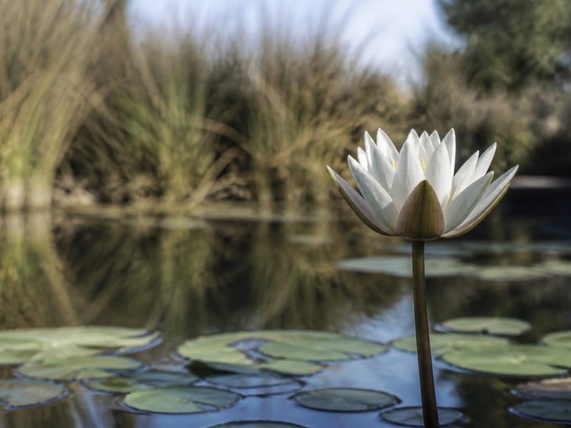 Creating a Lush Water Garden: Practical Steps for a Healthy Pond Habitat